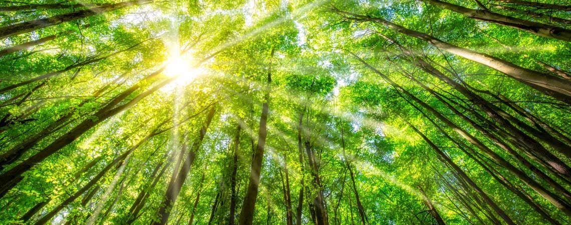 Wald - Bäume von unten ins Blätterdach gesehen - Sonnenschein